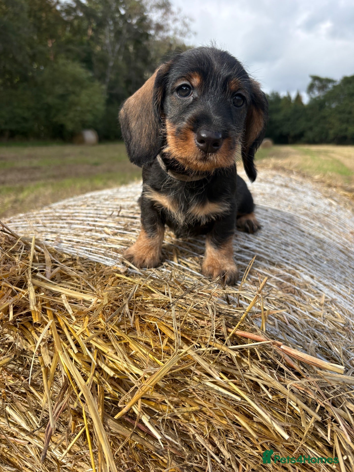 Dachshund dogs ✨Health tested quality KC standard dachshunds✨  - Advert 1