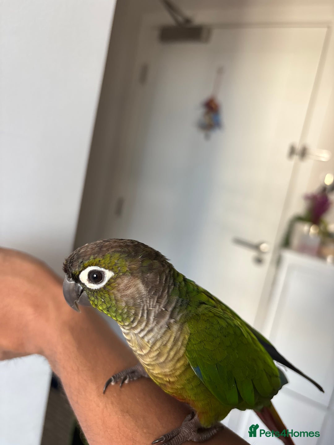 Conures birds for sale:  trained green chick conure - Image 2