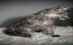 Maine Coon cats for sale: TICA Registered Black Smoke Male / Silver Male  - Image 7
