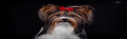 Biewer Terrier dogs for sale: Purebred Biewer Terrier Puppies - Advert 3