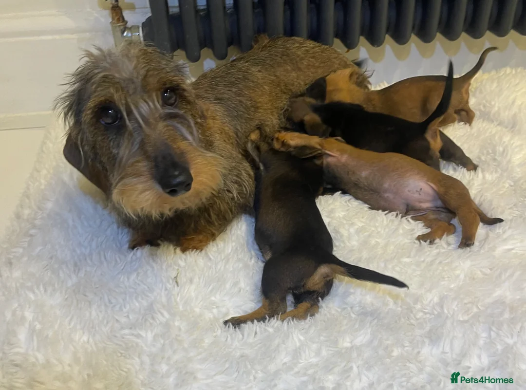 Miniature Dachshund dogs for sale: Health Clear wire hair mini dachshund puppies  - Advert 1