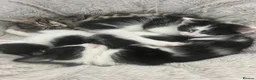 Domestic Shorthair cats for sale: Gorgeous kittens for sale - litter of 4 in Feltham - Advert 11