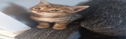 Bengal cats for sale: Bengal kittens looking for new family  - Advert 5