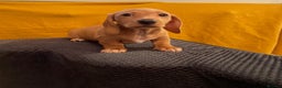Miniature Dachshund dogs for sale: 4 miniature dachshund pups - Advert 6