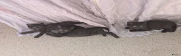 Mixed Breed cats for sale: Pure black kittens - Advert 7