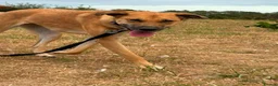 Mixed Breed dogs for adoption: Ree - Norwich Norfolk  - Advert 11