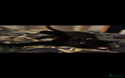 Mixed Breed cats for sale: Kitten In Need of New Home - Image 2