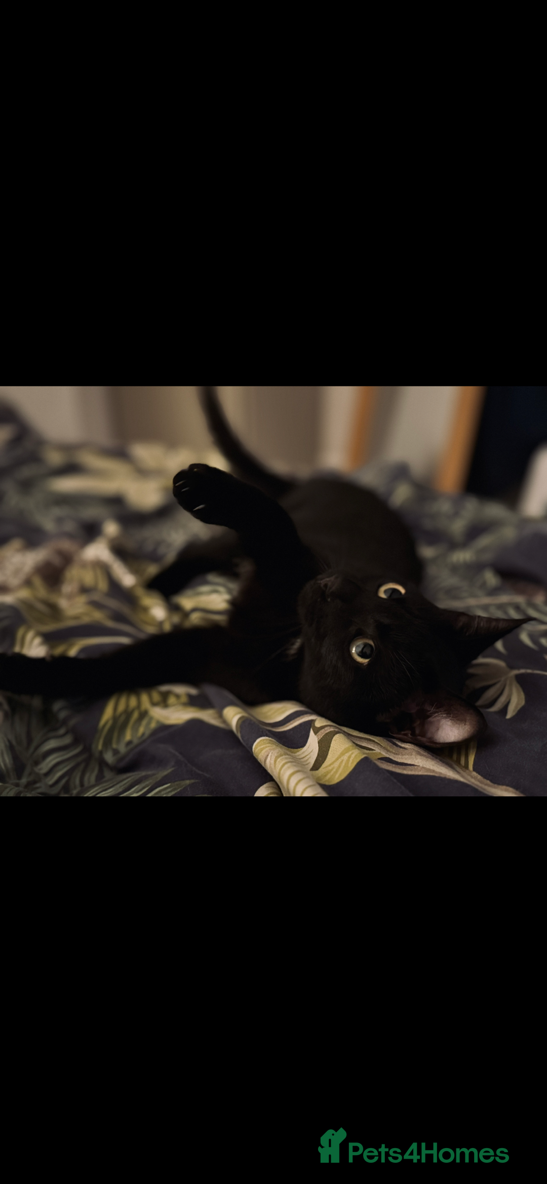 Mixed Breed cats for sale: Kitten In Need of New Home - Image 2