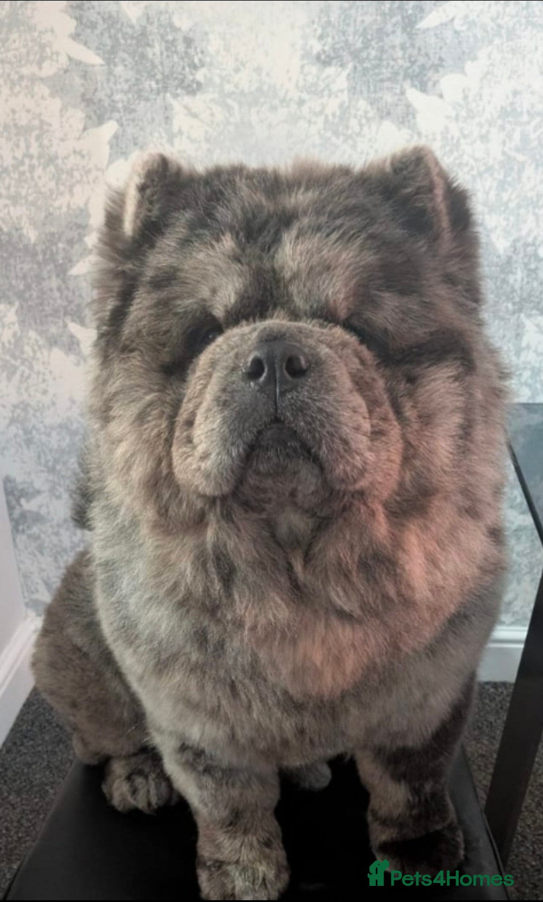 Chow Chow dogs for sale: Chow chow pedigree pups - Advert 2