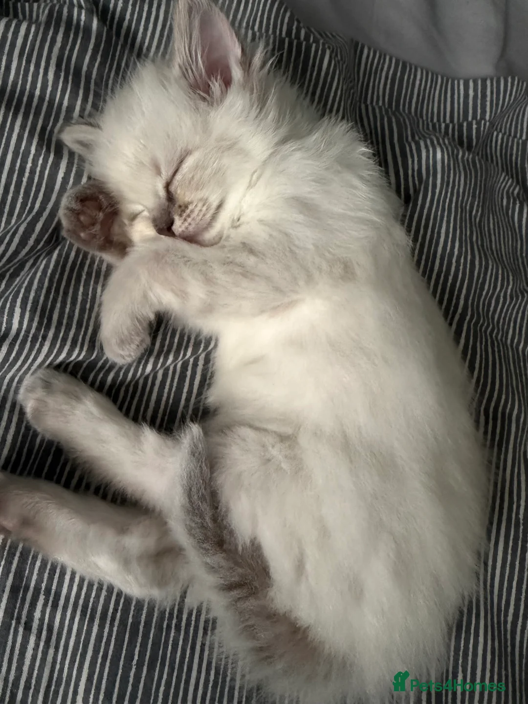 Ragdoll cats for sale: Female ragdoll kitten in Oxford - Advert 5