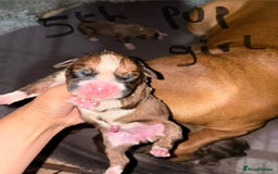 Boxer dogs for sale: 5 beautiful boxer puppies - Image 9