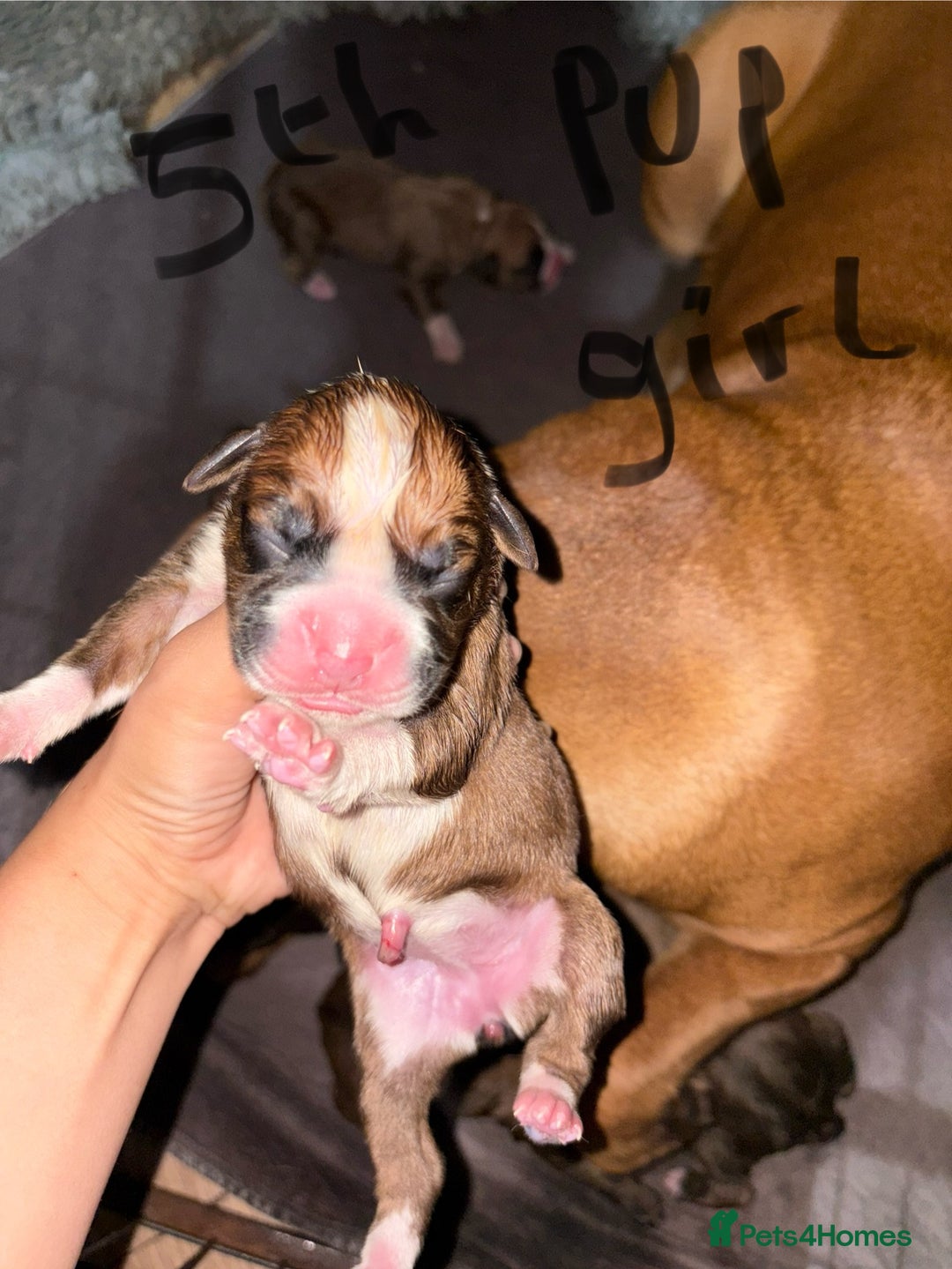 Boxer dogs for sale: 5 beautiful boxer puppies - Image 9