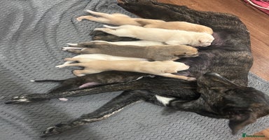 Lurcher dogs - Advert 9