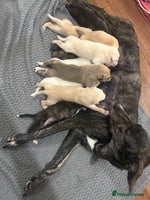 Lurcher dogs - Advert 2