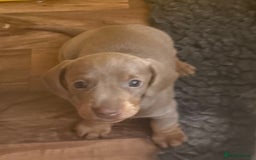 Miniature Dachshund dogs for stud: Frodo at Stud  in Milton Keynes - Image 8