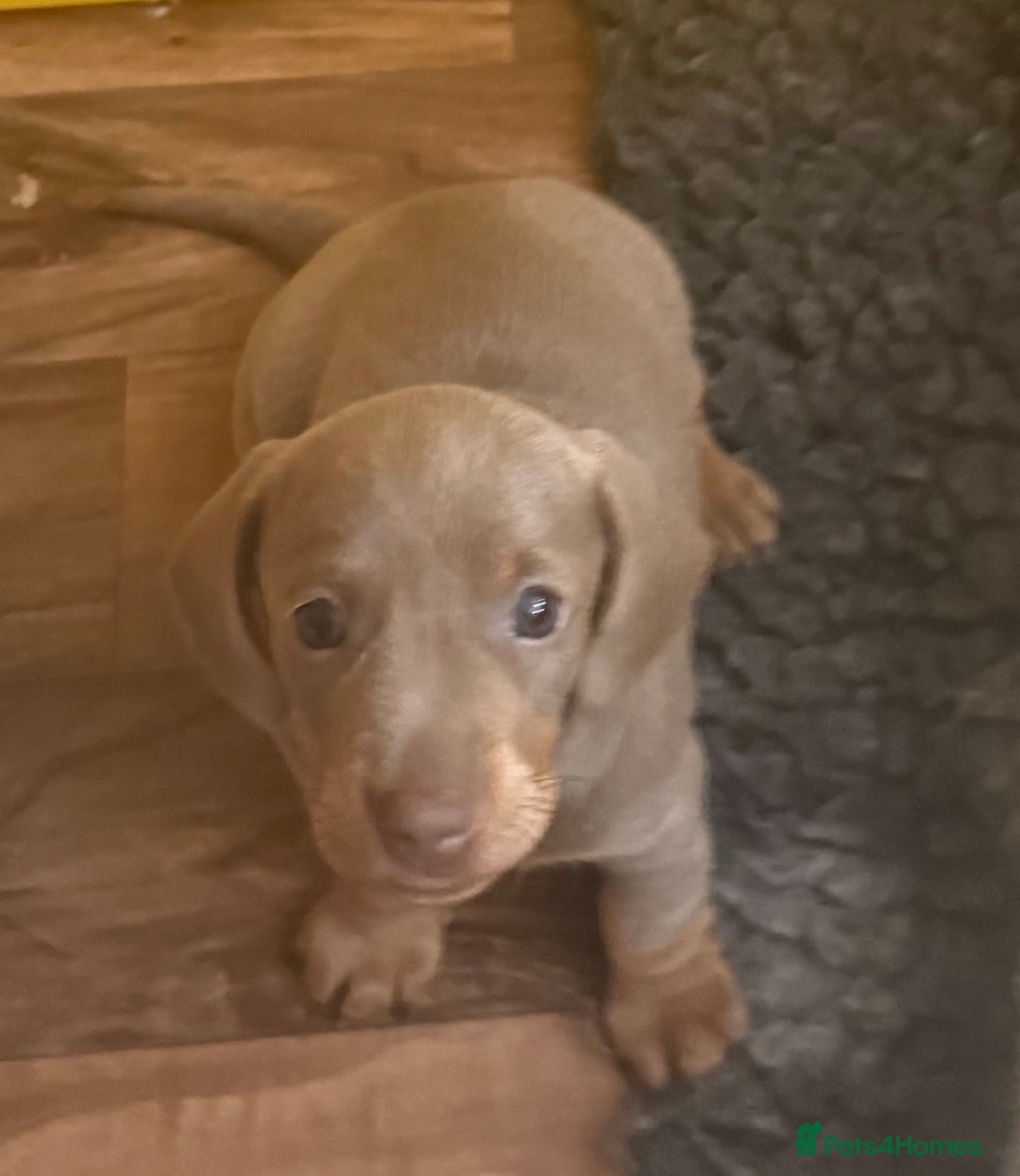 Miniature Dachshund dogs for stud: Frodo at Stud  in Milton Keynes - Image 8