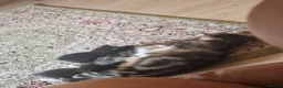 Mixed Breed cats for sale: 4 kittens : 2 male 2 female - Advert 16