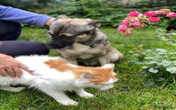 Mixed Breed dogs for adoption: 💙🐶 KAI 🐶💙 - Image 7