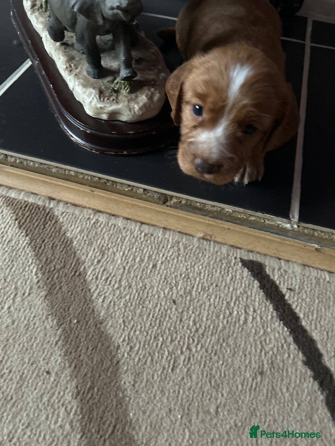 Cocker Spaniel dogs for sale: KC registered Cocker spaniel puppies  - Image 3