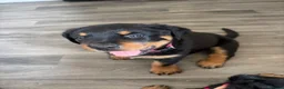Rottweiler dogs for sale: Rottweiler puppies  - Advert 13