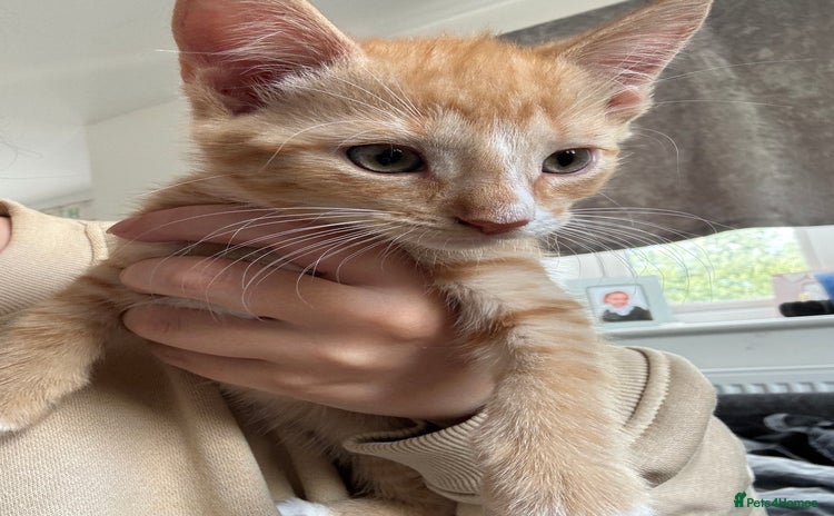Domestic Shorthair cats - Advert 2