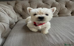 West Highland Terrier dogs for sale: Only 1 boy available  - Image 1