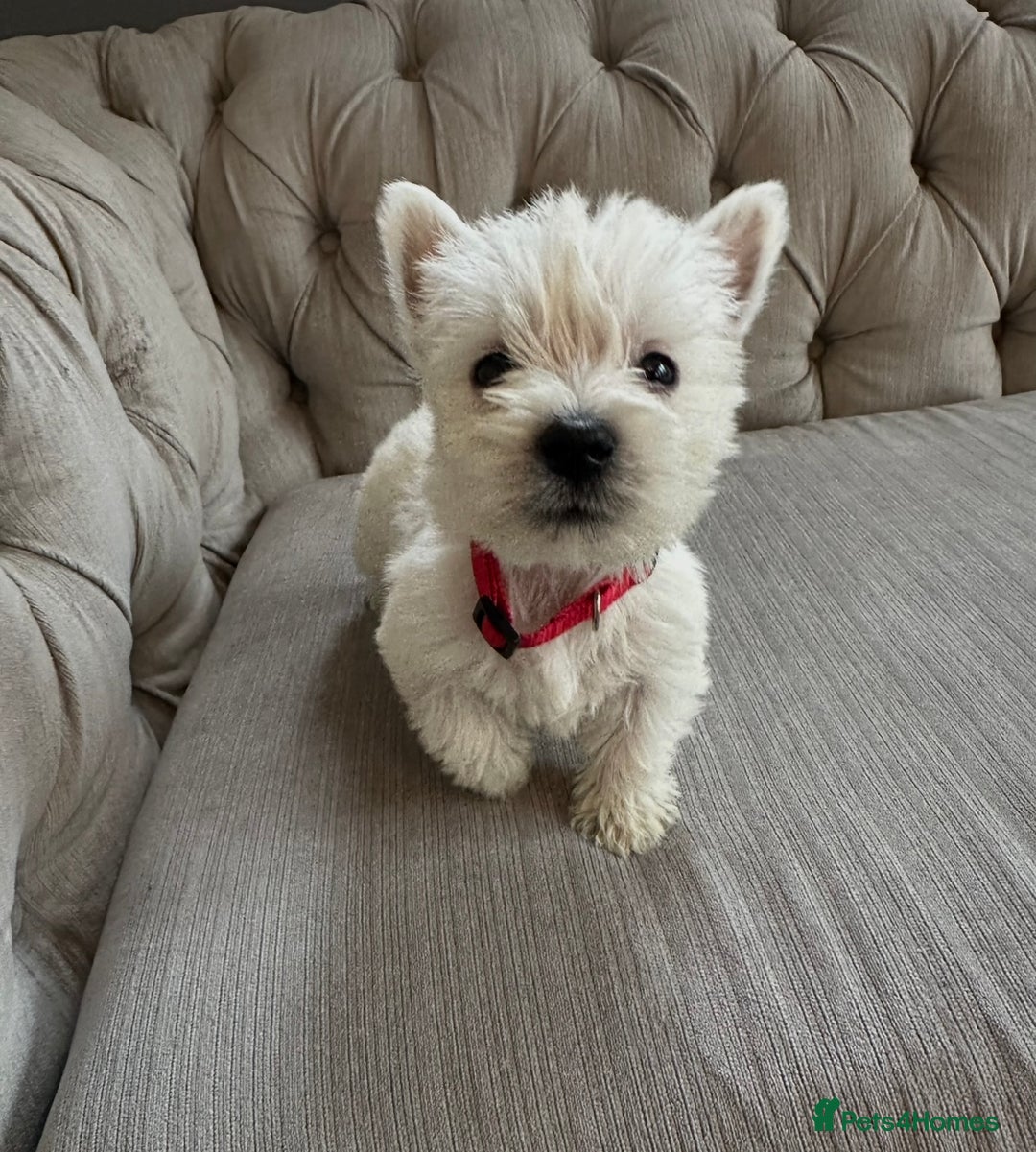 West Highland Terrier dogs for sale: Only 1 boy available  - Image 1