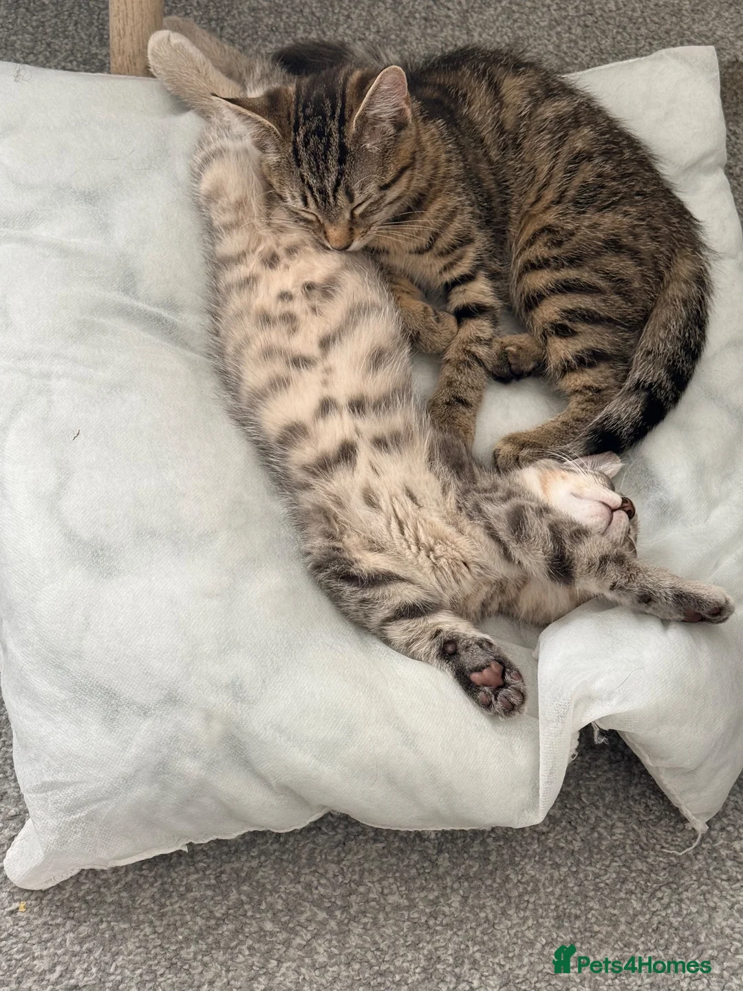 Mixed Breed cats for sale: Adorable Kittens Looking for Their Forever Home 🐾 in Sheffield - Advert 10