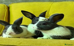 Dutch rabbits for sale: lovely litter of Dutch rabbits  - Image 3