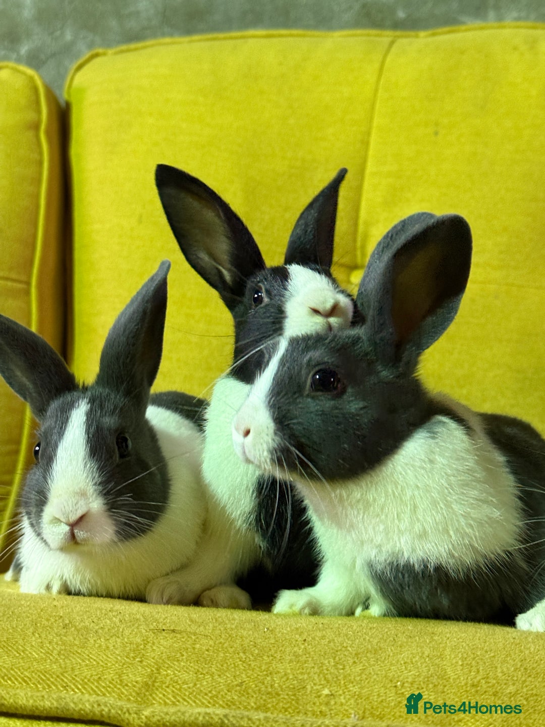 Dutch rabbits for sale: lovely litter of Dutch rabbits  - Image 3