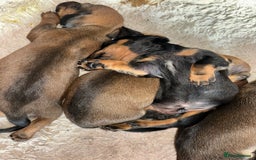 Miniature Dachshund dogs for sale: Miniture dashhounds  - Image 2