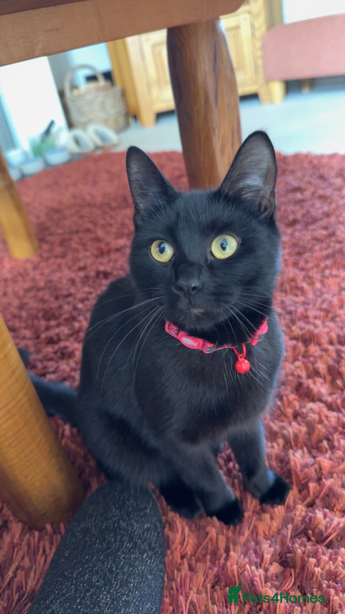 Mixed Breed cats Kitten needing her forever home 🖤 - Advert 1