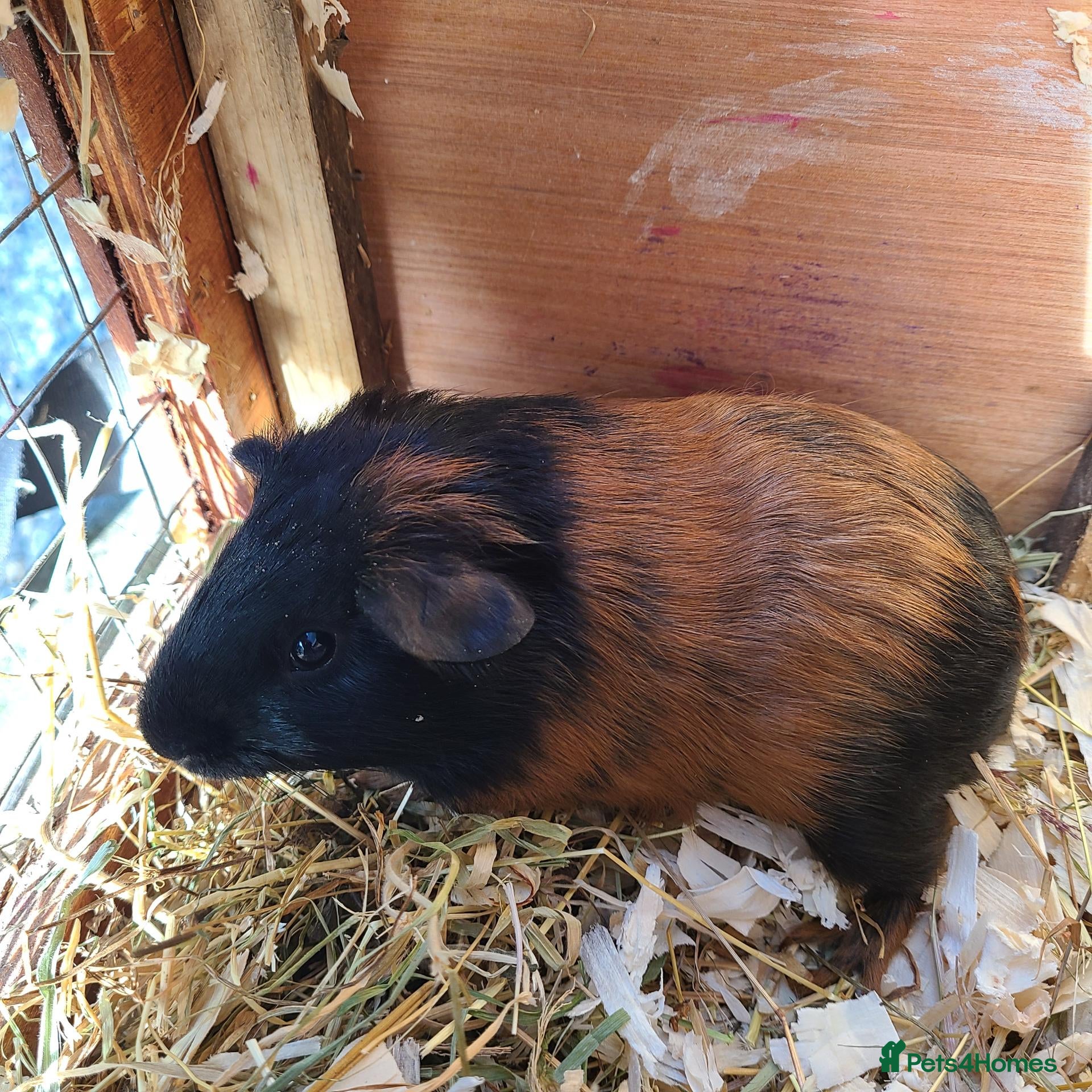 Guinea Pig rodents Guinea pIgs (Male) - Advert 3
