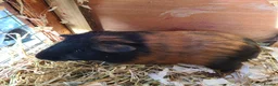 Guinea Pig rodents for sale: Guinea pIgs (Male) - Advert 1