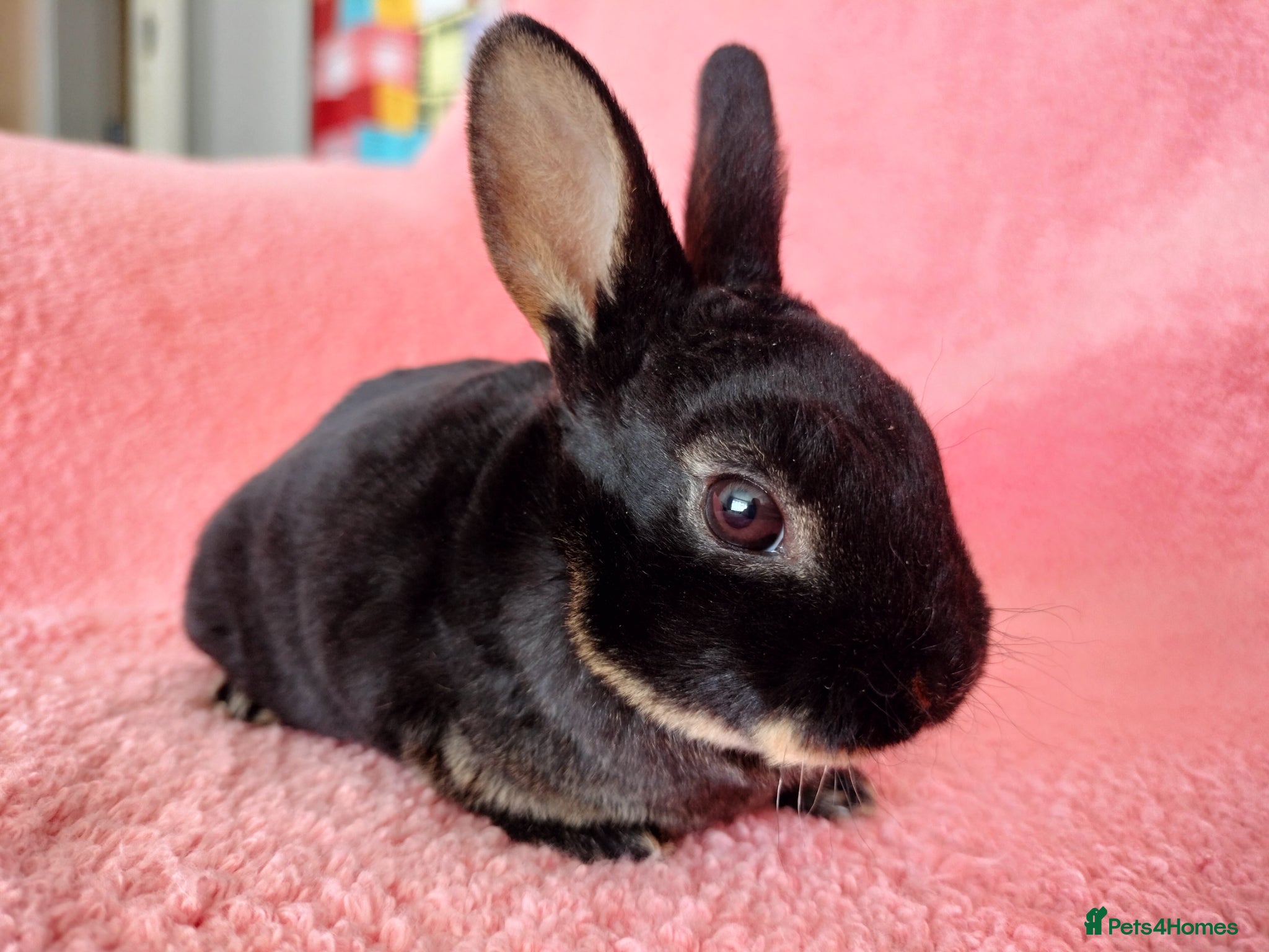 Rex rabbits Baby mini rex for sale  - Advert 3