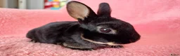 Rex rabbits for sale: Baby mini rex for sale  - Advert 2