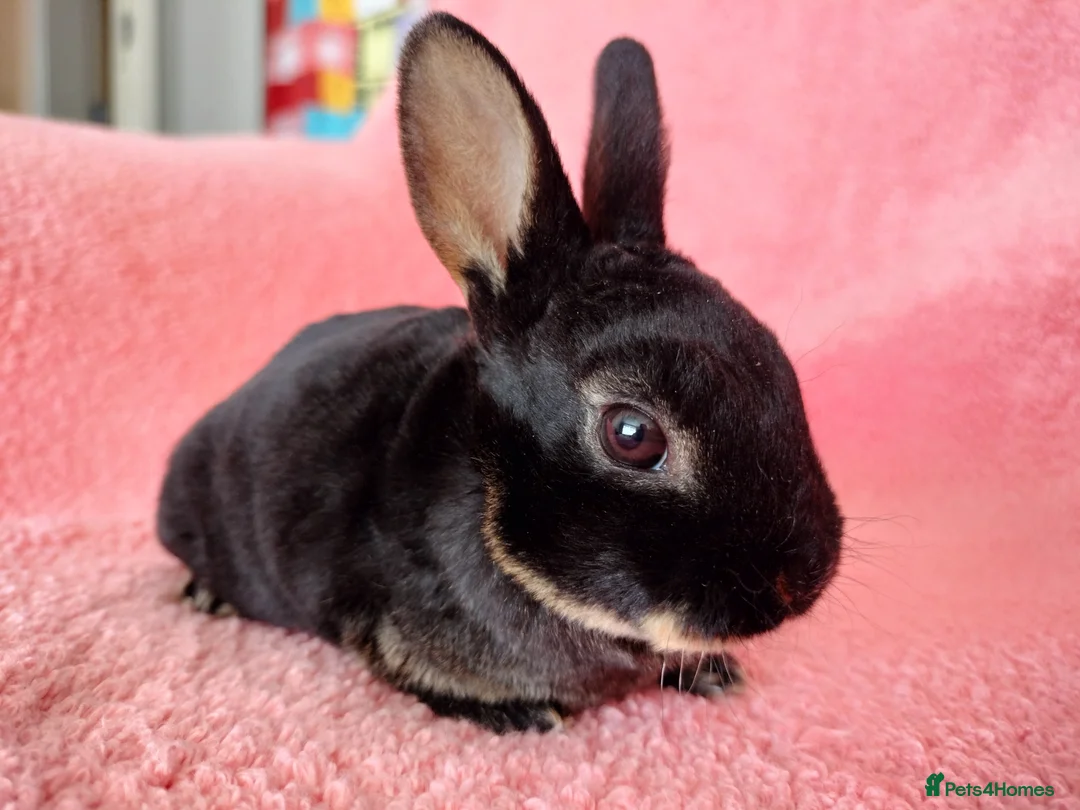 Rex rabbits for sale: Baby mini rex for sale  - Advert 2