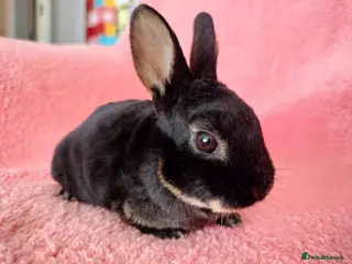 Rex rabbits Baby mini rex for sale - Advert 3