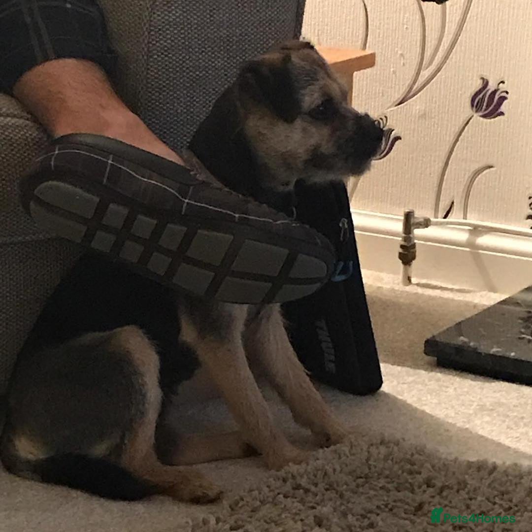 Border Terrier dogs for sale: Adorable Border Terrier boy - Advert 2