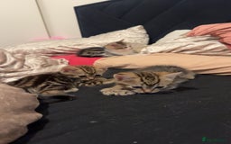 Mixed Breed cats for sale: 3 beautiful tabby’s - Image 9