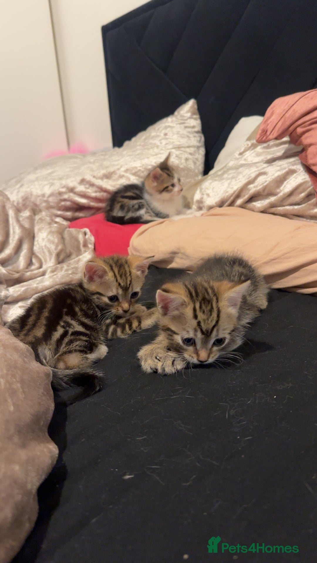 Mixed Breed cats for sale: 3 beautiful tabby’s - Image 9