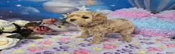 Maltipoo dogs for sale: Stunning Toy F1 Apricot & Cream maltipoo's - Advert 31