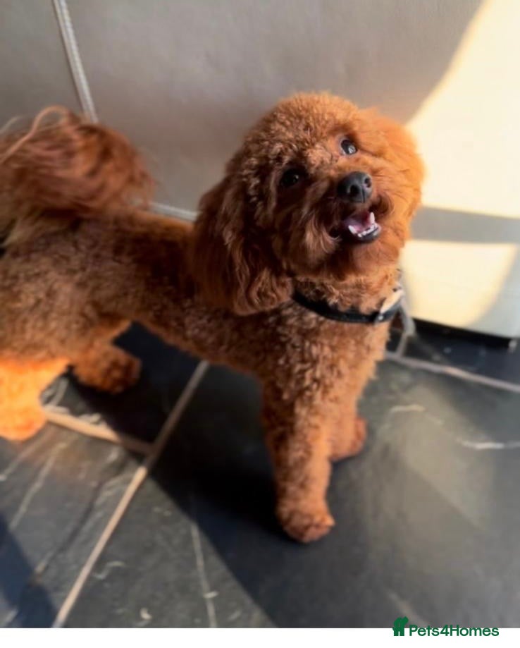 Archie