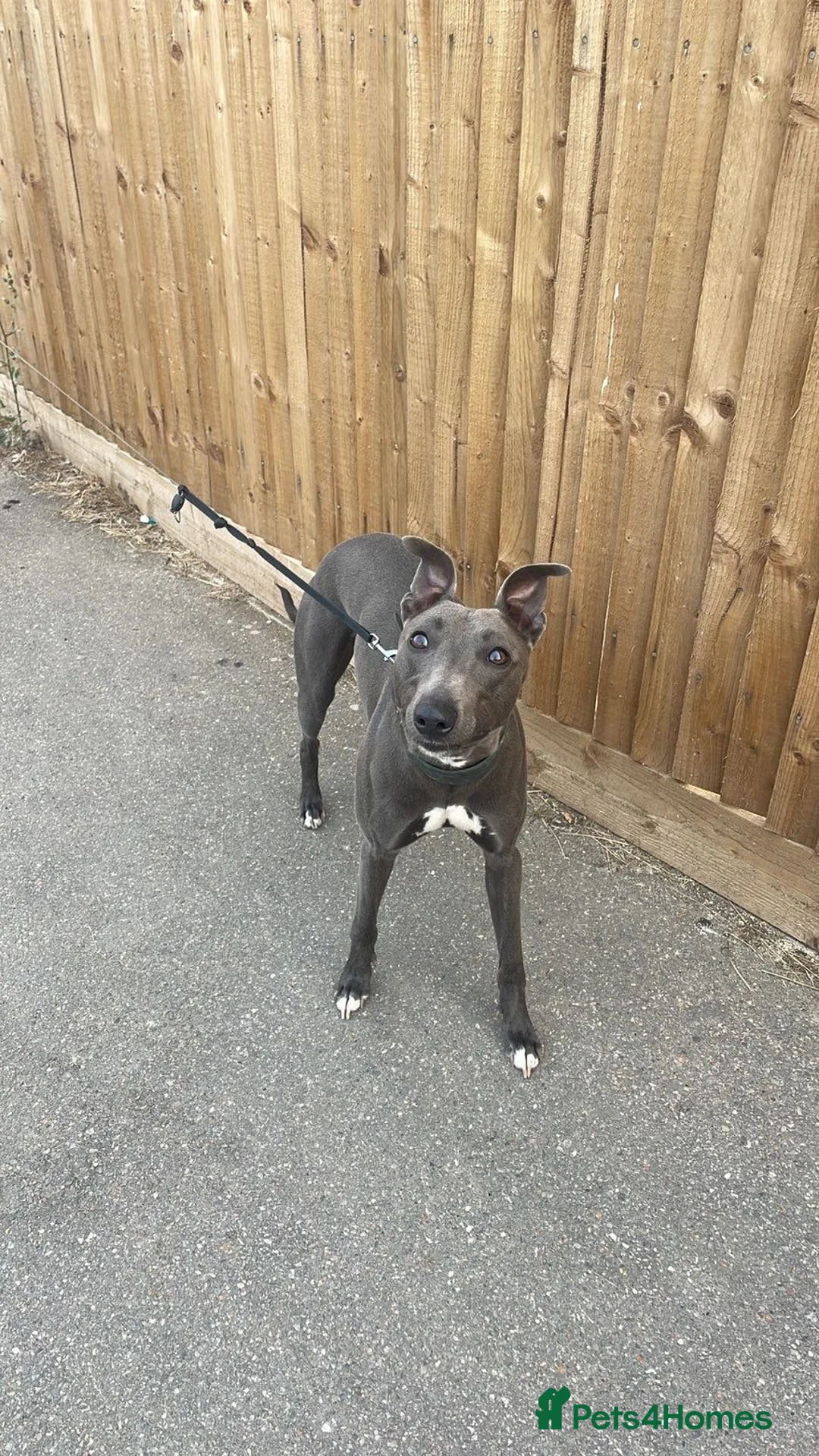 Mixed Breed dogs for sale: Whippet/lurcher - Advert 4