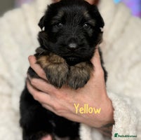German Shepherd dogs Beautiful German Shepherd puppies - Advert 7