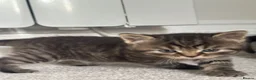Mixed Breed cats for sale: Adorable British Shorthair Mix Kittens 🐾 in Basildon - Advert 7