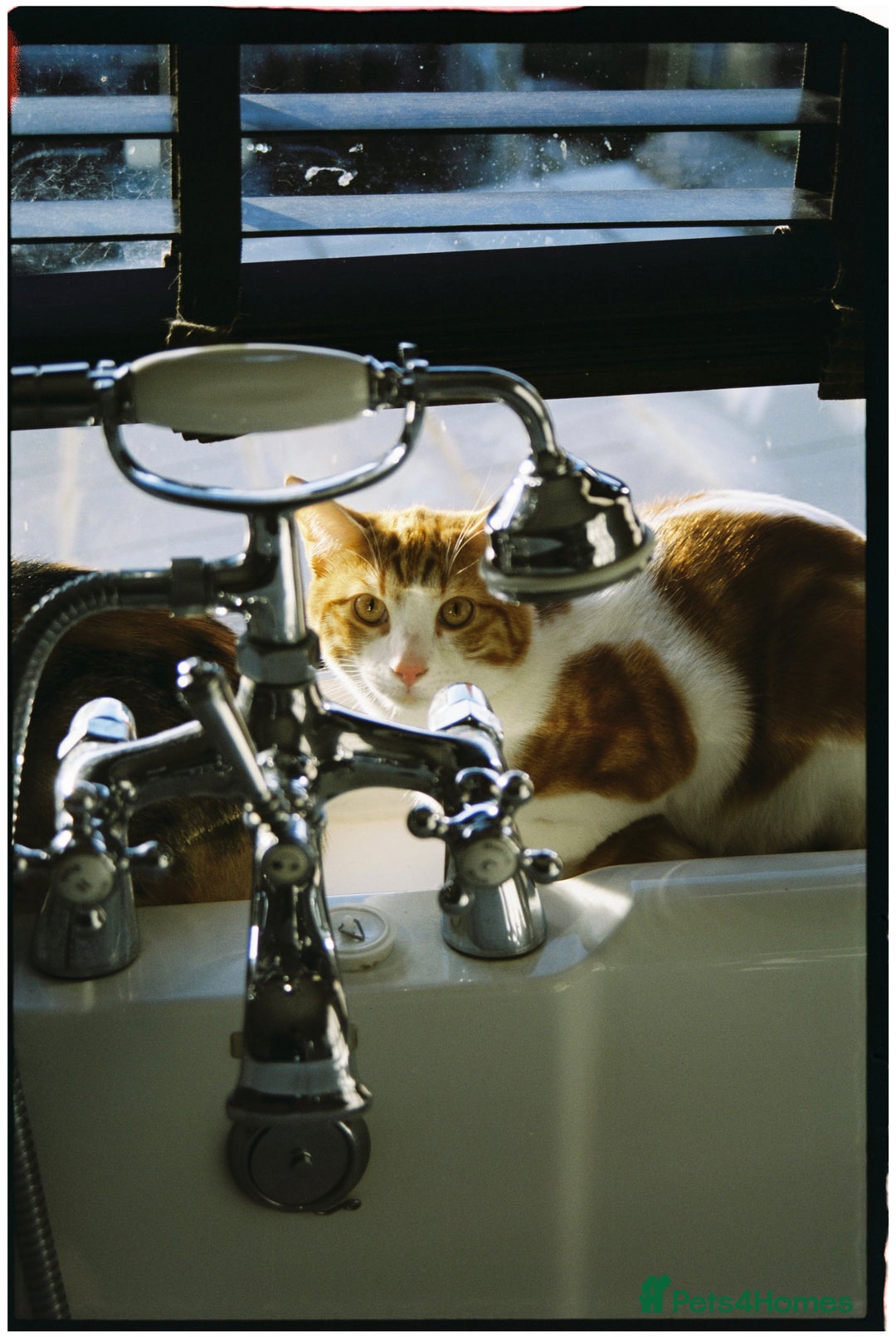 Mixed Breed cats for sale: Big kitten needs new home - Image 6