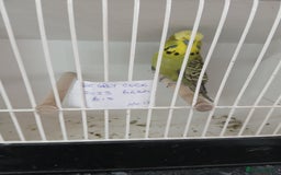Budgerigars birds for sale: Budgies - Image 1