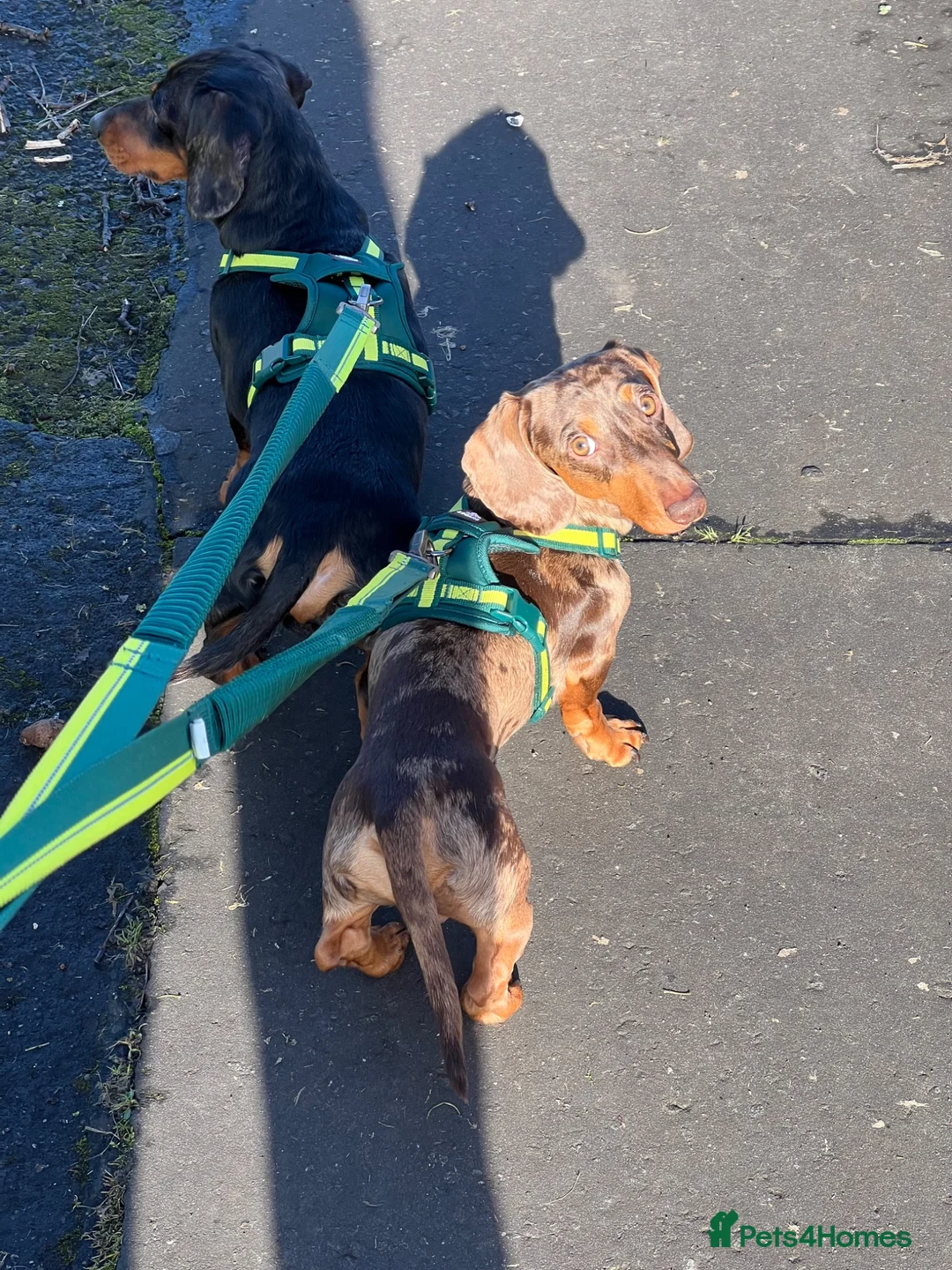 Miniature Dachshund dogs for stud: Kc reg miniature Chocolate dapple stud - Advert 1