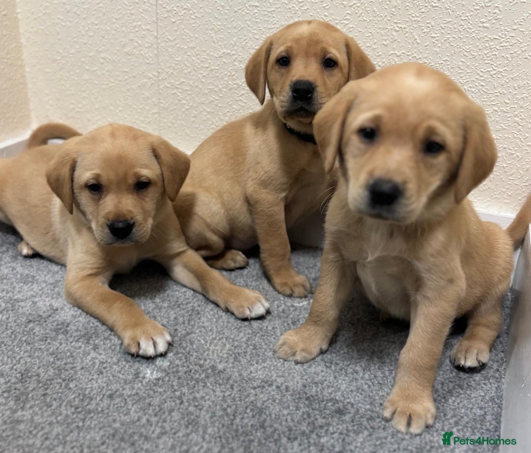Labrador Retriever dogs for sale: Labrador puppies - Advert 6
